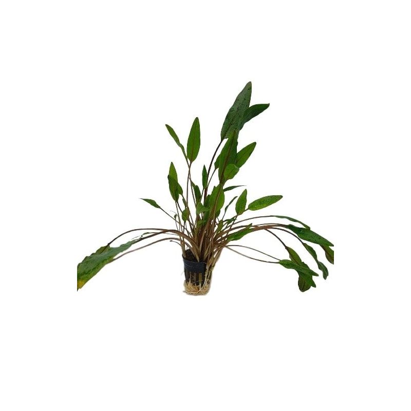 Cryptocoryne lucens - Origine France