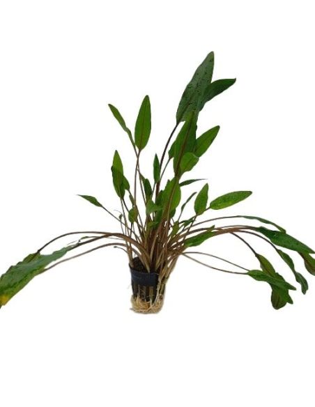 Cryptocoryne lucens - Origine France