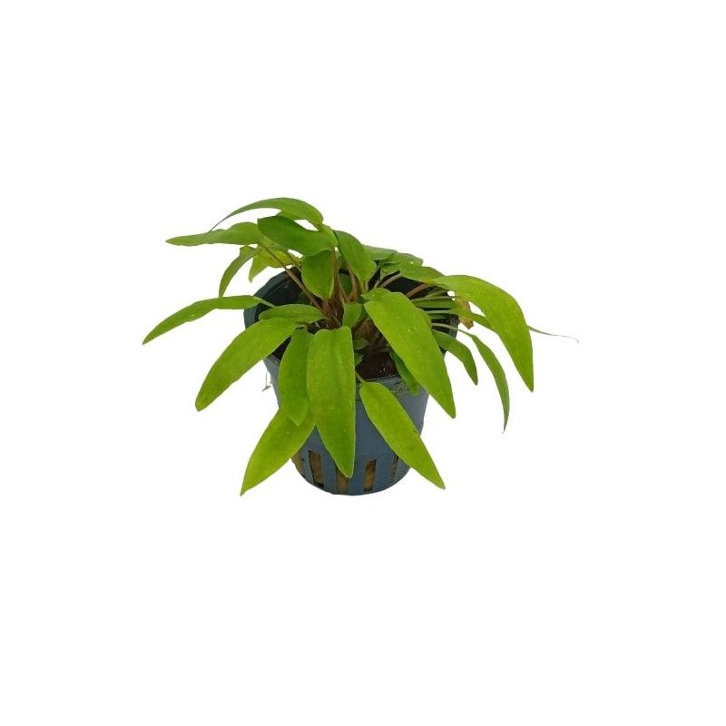 Cryptocoryne willissi - Origine France
