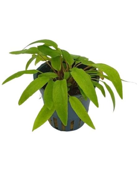 Cryptocoryne willissi - Origine France