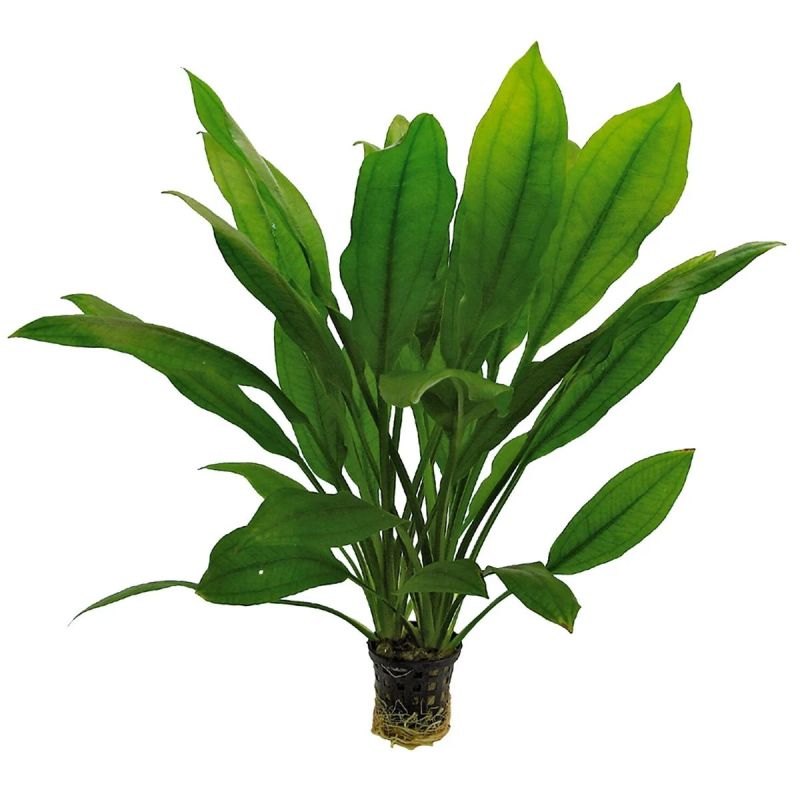 Echinodorus bleherii - Origine France