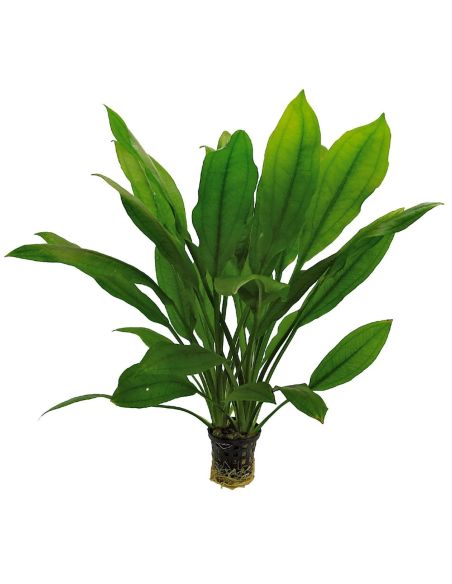 Echinodorus bleherii - Origine France