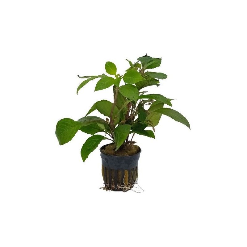 Hygrophila corymbosa Thailand - Origine France