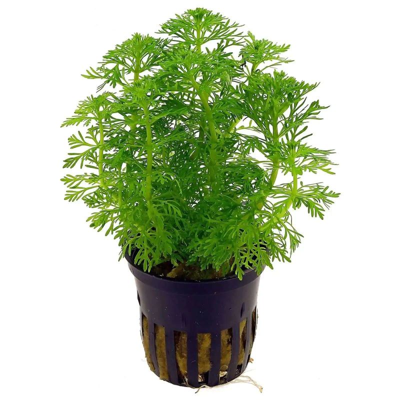 Limnophila sessiflora - Origine France