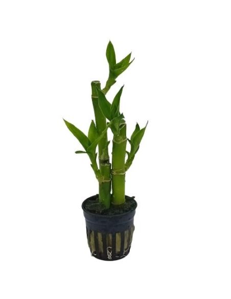 Lucky bambou - Origine France