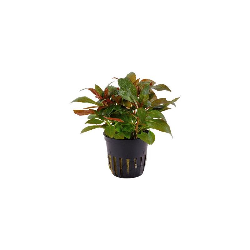 Ludwigia palustris - Origine France