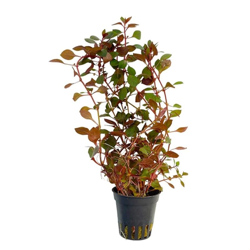 Ludwigia rouge - Origine France