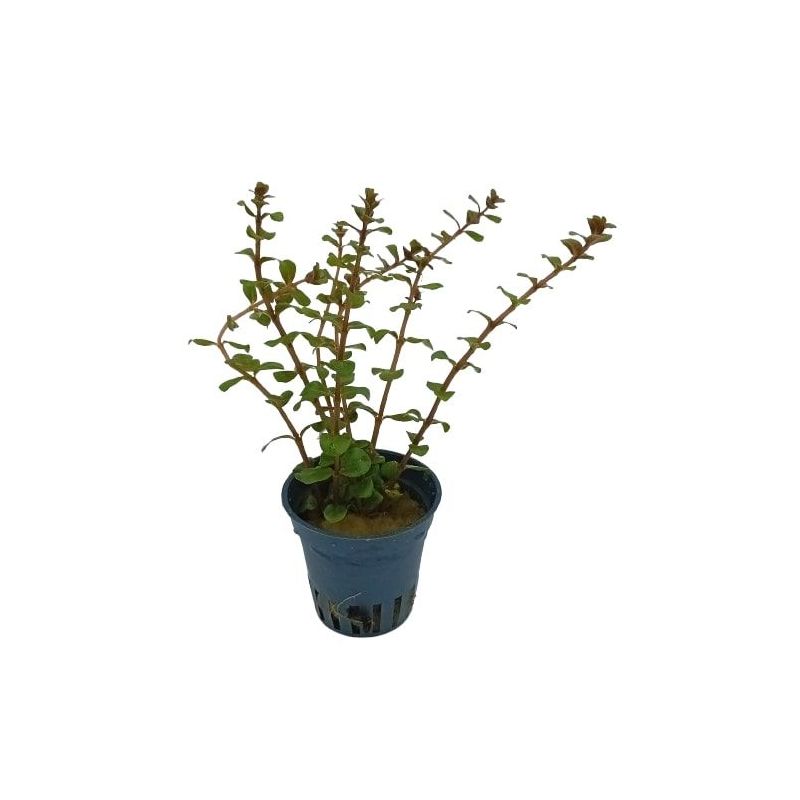 Rotala rotundifolia - Origine France