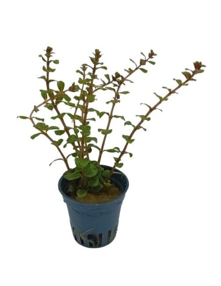 Rotala rotundifolia - Origine France