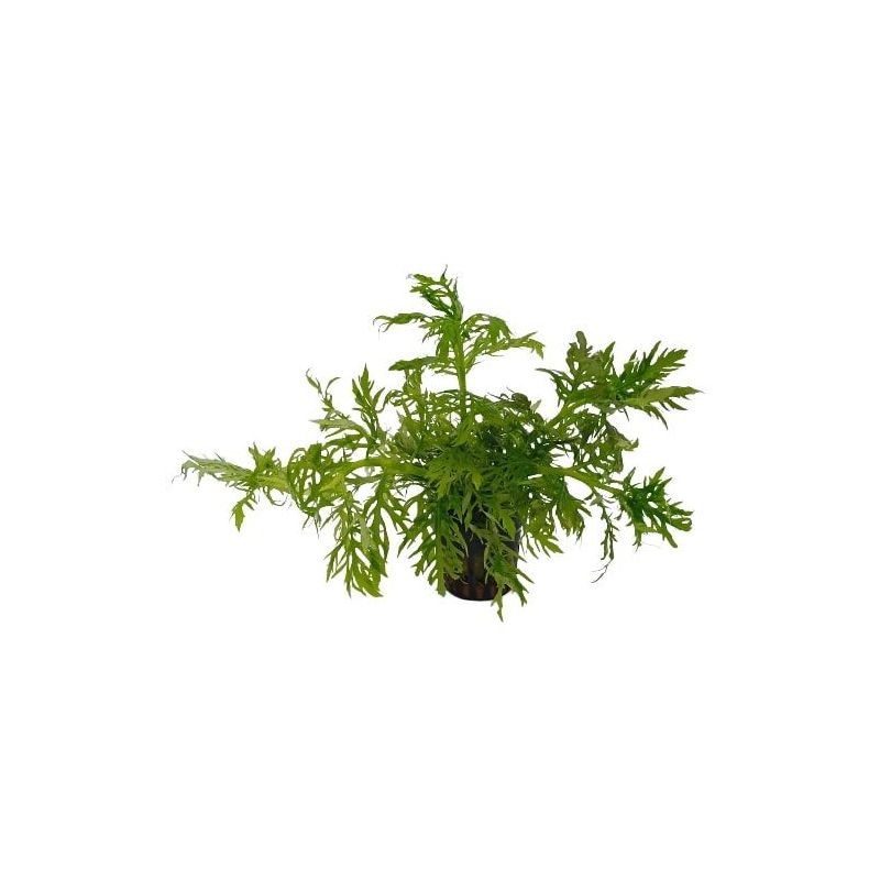 Synema triflorum - Origine France