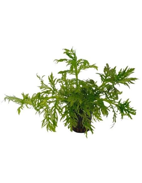 Synema triflorum - Origine France
