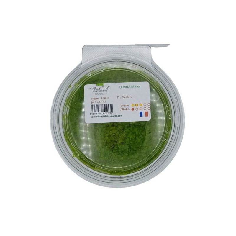 Lentille d'Eau / Lemna minor - Origine France