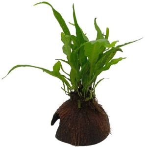 Coco avec Microsorum - Origine France