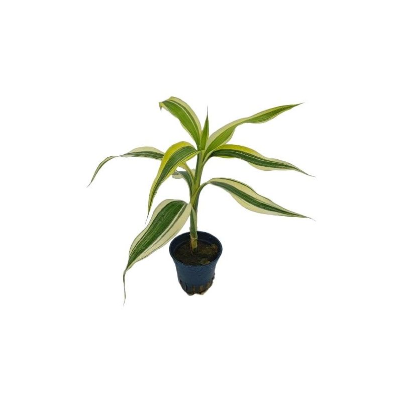 Dracaena sanderiana - Origine France