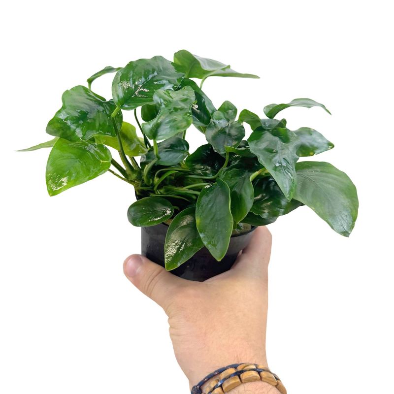 Anubias nana XXL (photo contractuel) - Origine France